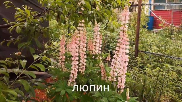 Цветы и кустарники в июне смотреть онлайн