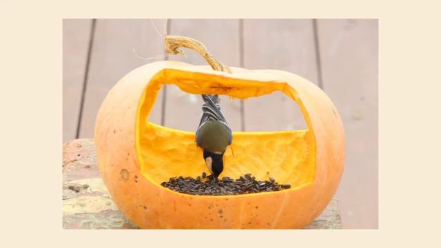 КОРМУШКИ ДЛЯ ПТИЦ и не только ?