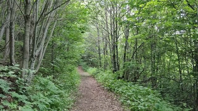 Прогулки по Армении. Цахкадзор, тропа в лесу 1 смотреть онлайн