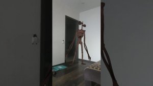 сереноголовый в моей комнате😱