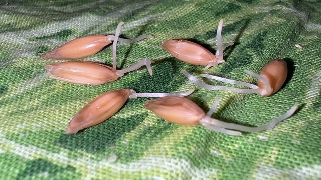 НЕ нужно ждать, пока печень сама себя ПОЧИСТИТ/ Вмиг на ноги поставит, суставы, сахар рухнет смотреть онлайн