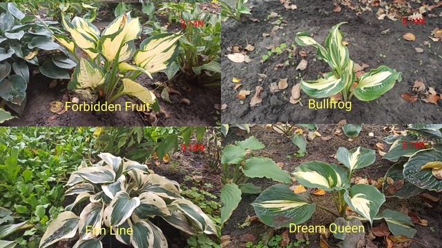 осенняя мозаика смотреть онлайн