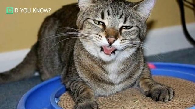 20 Groovy Cats Who Are Totally Hooked On That Catnip смотреть онлайн