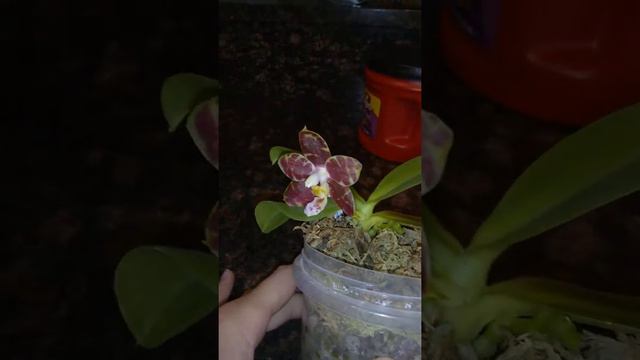 Phalaenopsis Hannover Passion смотреть онлайн