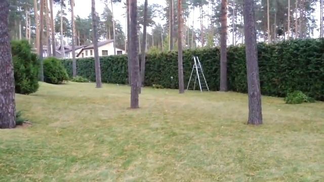 обрезка туй ☎ +7(999)820-80-80 Стрижка туй обрезка живой изгороди цена обрезка туй смотреть онлайн