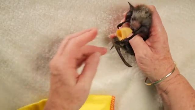 Летучие Мышки как Буррито / Baby Bat Burritos смотреть онлайн