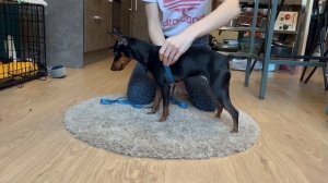 Мерки для собаки. Измеряем правильно собаку для покупки одежды