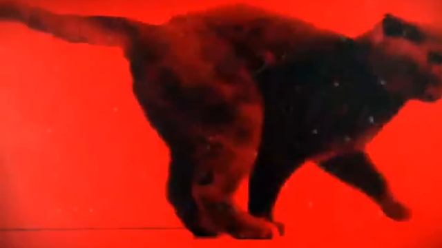 Прыгающая кошка!! смотреть онлайн