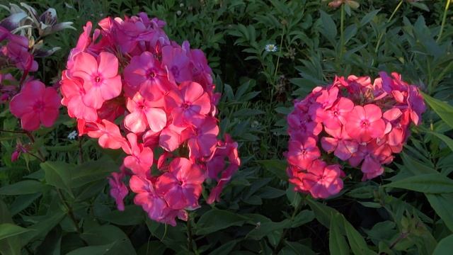 Флокс метельчатый ЮННАТ - Вакуленко В.В. и Макарова И.С., 1944г. смотреть онлайн