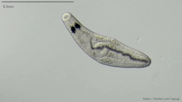 吸虫（Trematoda） смотреть онлайн