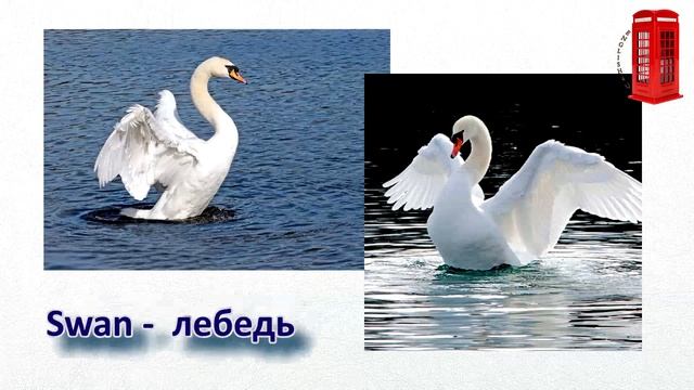 Excel 5 Grade 5 Module 7 Across the Curriculum 7 F Birds Птицы на английском языке смотреть онлайн