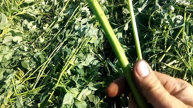 Косим амарант на сено ! смотреть онлайн