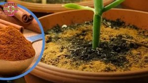 ВЫ НЕ ПРЕДСТАВЛЯЕТЕ, НАСКОЛЬКО корица полезна для растений!