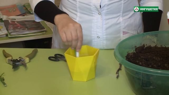 Укоренение розы из букета смотреть онлайн