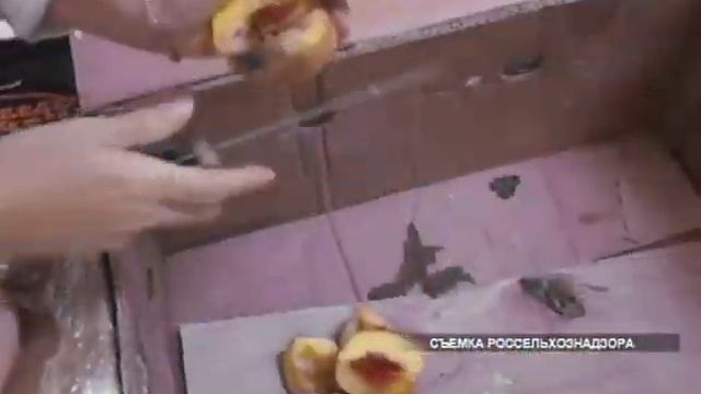 О уничтожении партии продукции, зараженной восточной плодожоркой смотреть онлайн