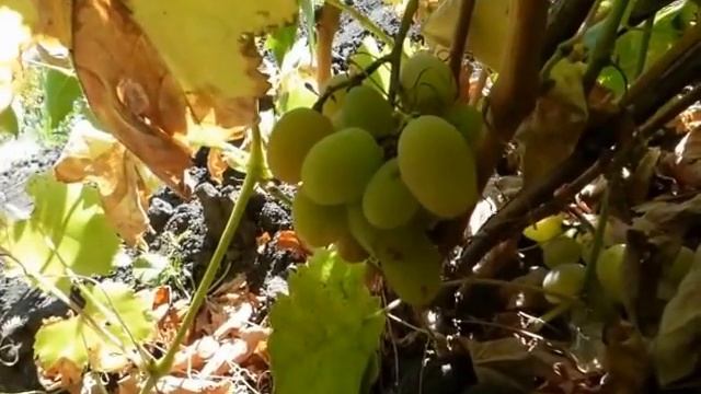 Сорт винограда Алладин. смотреть онлайн