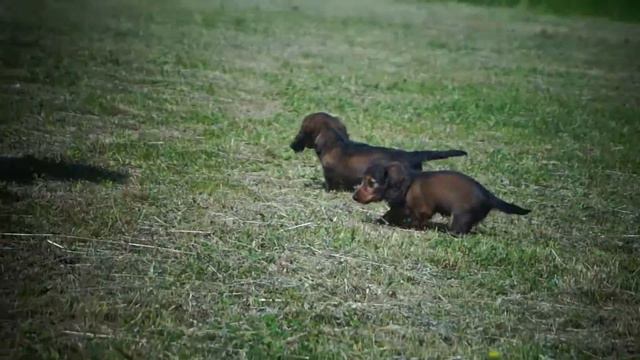 MAH00501 смотреть онлайн