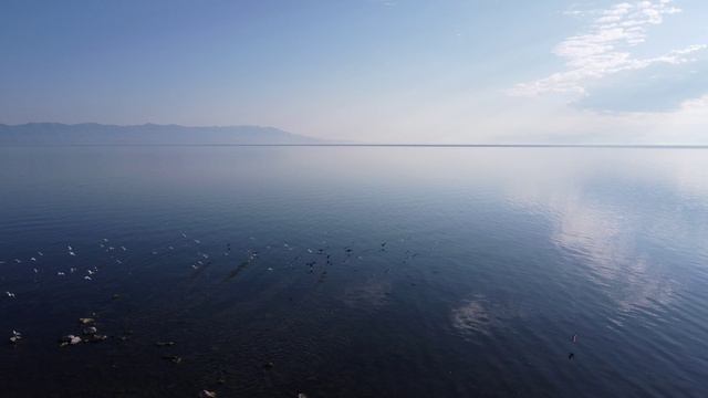 Байкальское утро. Чайки