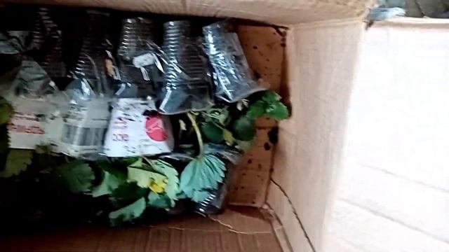 Рассада клубники. Распаковка посылки. смотреть онлайн