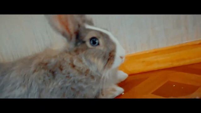 Пасхальный кролик. Милота. (Easter Bunny) смотреть онлайн