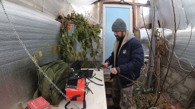 Выступает сок из инжира. Подземная теплица. смотреть онлайн