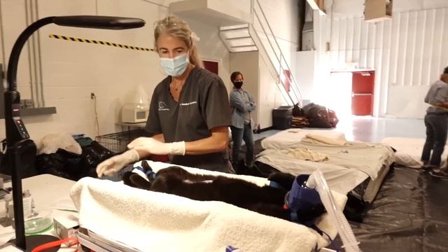 Animal Adoption Center Attacks Pet Overpopulation on Wind River Reservation смотреть онлайн