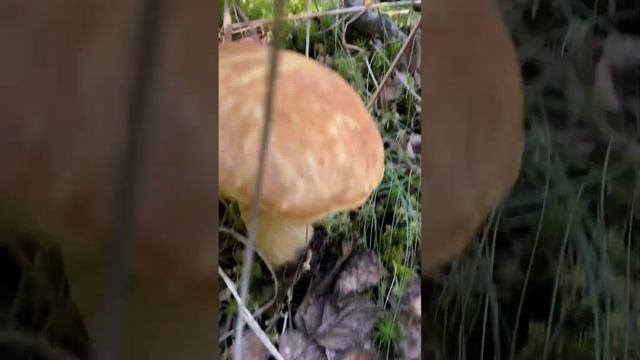 БЕЛЫЕ ГРИБЫ. Новый Уренгой. Август 2023 год. смотреть онлайн