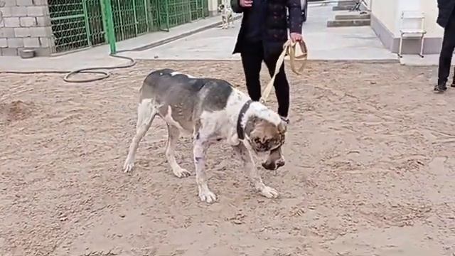 В гостях у Ениш Ага . Самый большой Алабай ? Ашхабат ТуркменистанАлабаиTurkmen It alabay #алабай смотреть онлайн