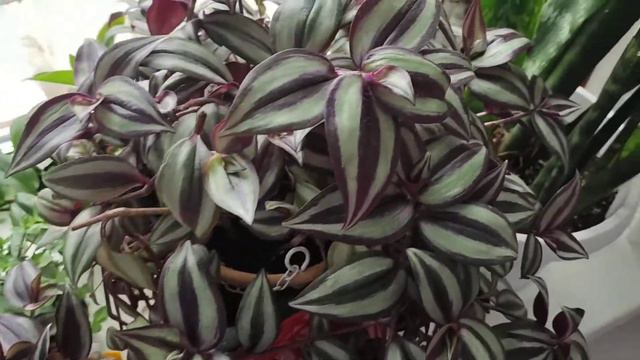 Оставляю на время беспризорными свои растения.