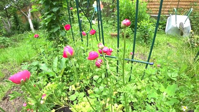 РАНУНКУЛЮСЫ ЦВЕТУТ! РЕЗУЛЬТАТ ВЫРАЩИВАНИЯ ЛЮТИКА