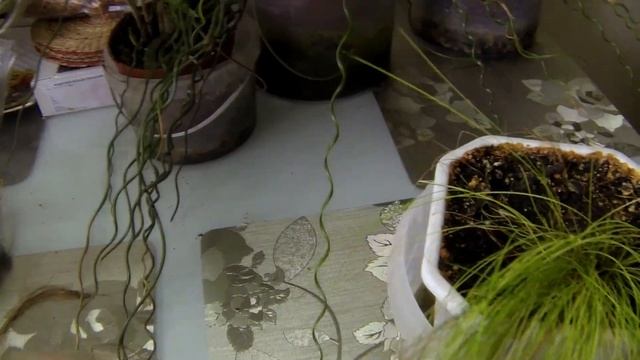 Комнатные цветы. Болотные растения. Джункус. Циперус. Сцирпус. смотреть онлайн