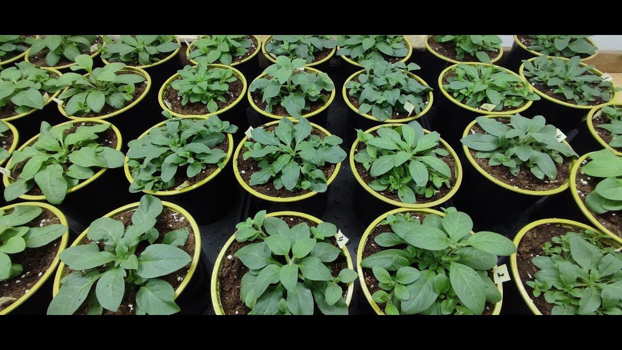 Как правильно пересадить петунию в больший обьем После такой пересадки петуния растет как на дрожжах смотреть онлайн