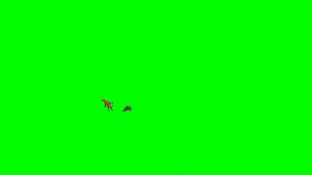 Top Free Rabbit and Fox Chase Rabbit Green Screen Animated Pack смотреть онлайн