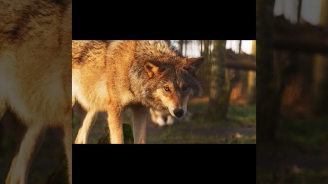 ВОЛКИ в стае .. смотреть онлайн