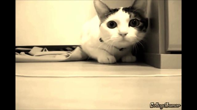 Ну очень странный кот 2. Кот спринтер. смотреть онлайн