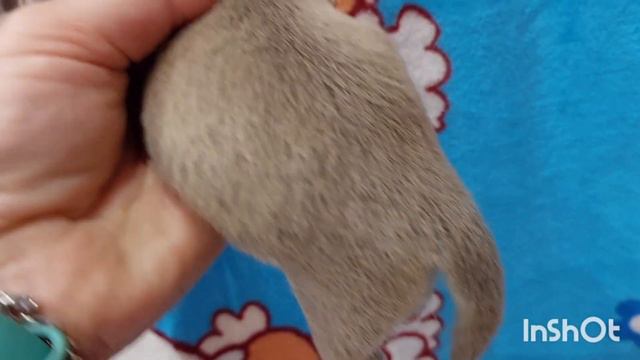 #презентация Щенки Кока и Тарантино #роды питомник чихуахуа Кастропуло Крым смотреть онлайн