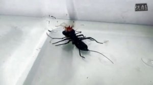 Версус  На что способна сольпуга против скорпиона, сколопендры