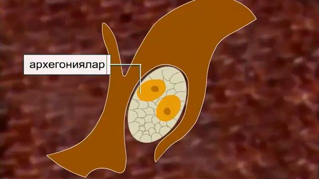Ашықтұқымдылардың жыныс мүшелері смотреть онлайн