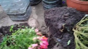 Забирайте Львиный зев в дом. Всю зиму в доме ЛЕТО!