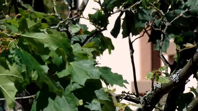 Garten und Bäume1 смотреть онлайн