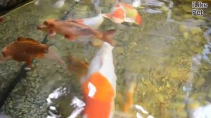 Карп кои Разведение на ilikepet