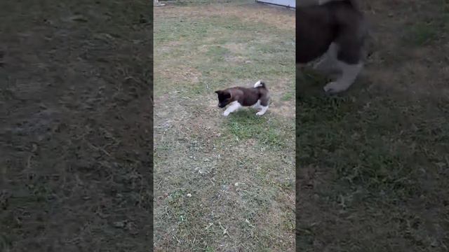 ROMANTIC AIR STYLE TRUMAN кобель, продается. смотреть онлайн