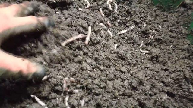 Кормление червя комбикормом. Вмешиваем комбикорм в торф. смотреть онлайн