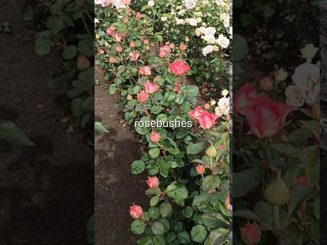 Игуасу @rose_bushes161 смотреть онлайн