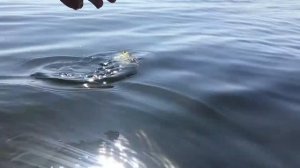 Рыбалка на попла-поппер. Трофейная чернуха(красноперка). как ловить на попла-поппер