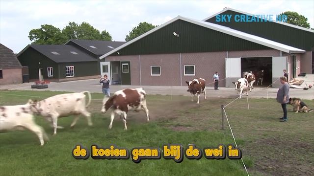 Amazing modern baby calf born method - Incredible automatic cow pig farming processing technology смотреть онлайн