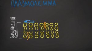 Урок№3 - Клеточная Мембрана - ПЛАЗМАЛЕММА - Строенеие Клетки