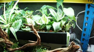 Фитофильтр для аквариума, плюсы и минусы