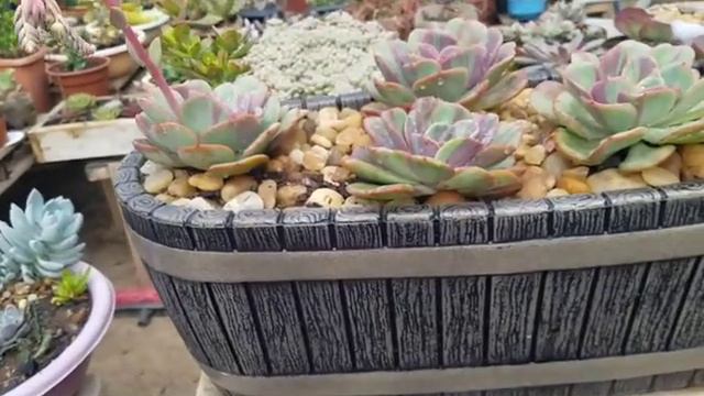 Replantar suculentas com hastes florais . смотреть онлайн