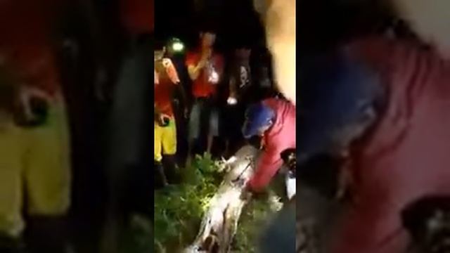 Питон проглотил мужчину смотреть онлайн